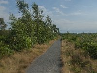 NL, Limburg, Nederweert, Groote Peel 40, Saxifraga-Jan van der Straaten